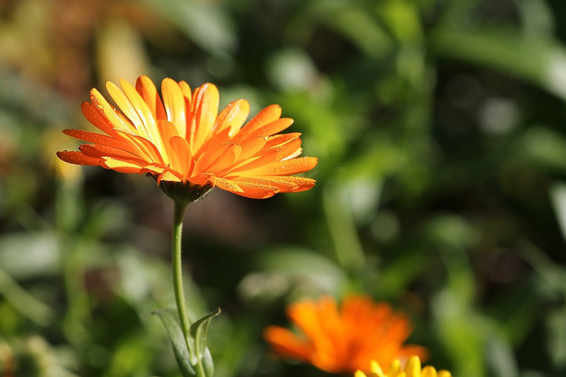 marigold-g683a68cbf 1920