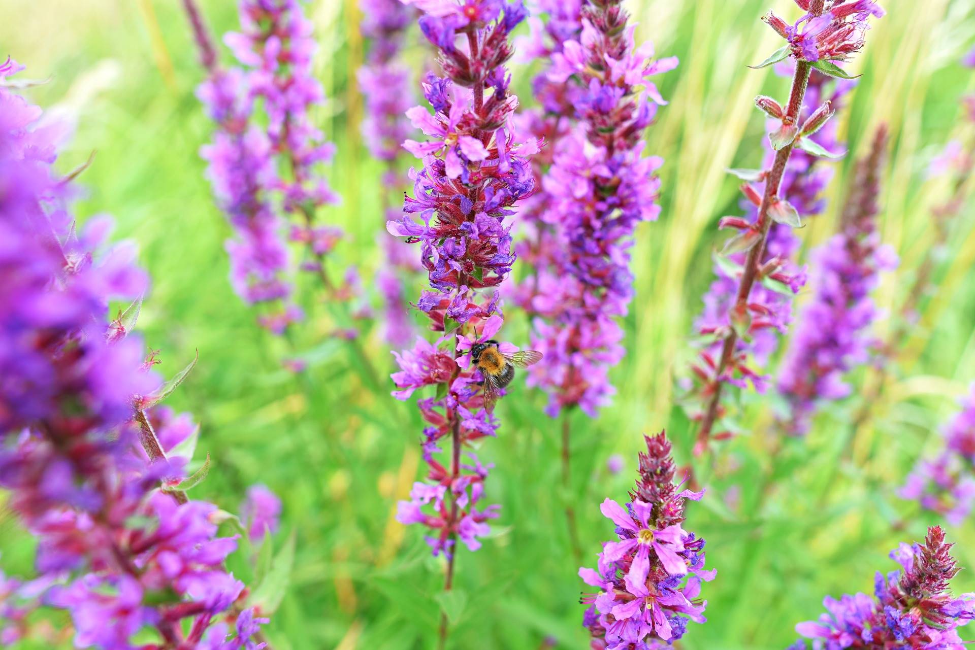 purple-loosestrife-gdedbe2faf 1920
