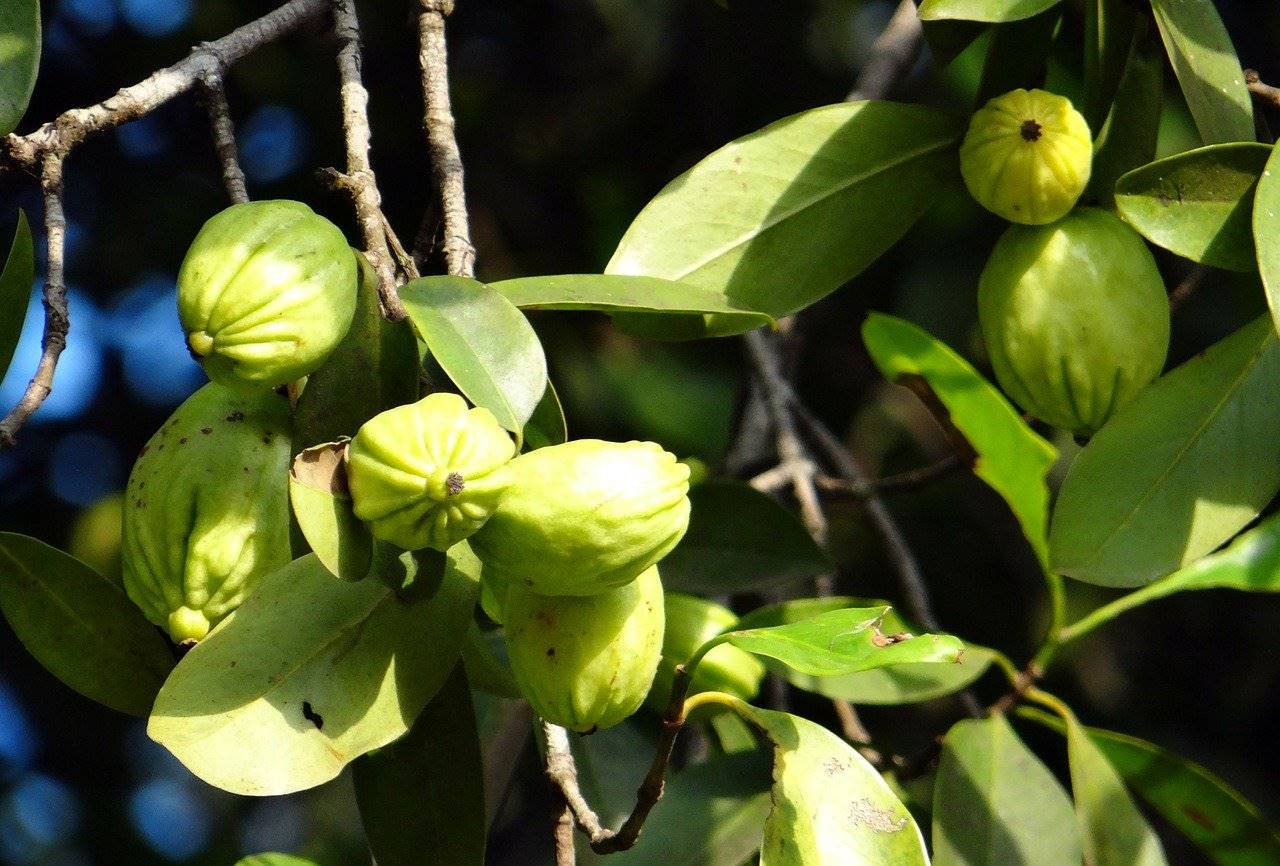 Garcinia (Garcinia cambogia)