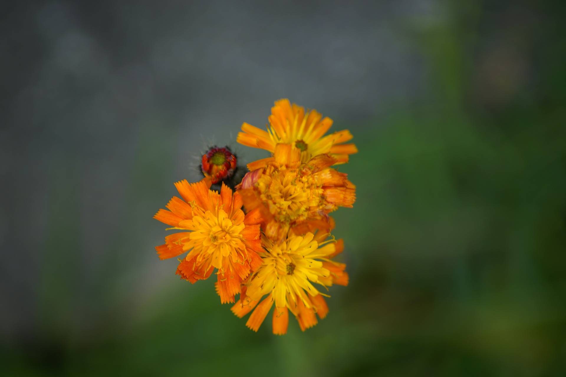 hawkweed-g69922a0e3 1920