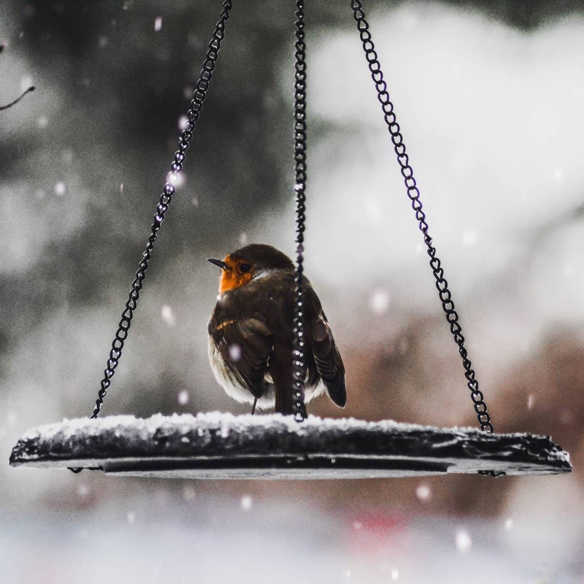 Pajaro sentado en una plataforma colgante en invierno