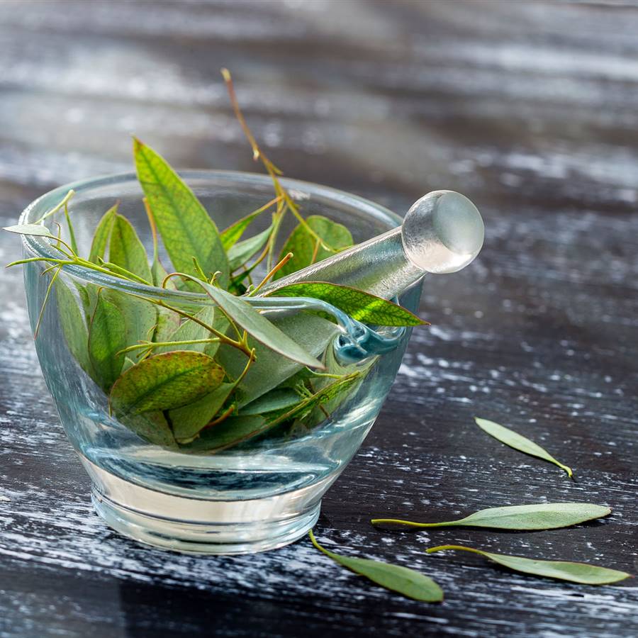 Aceite esencial de eucalipto: usos, propiedades y contraindicaciones
