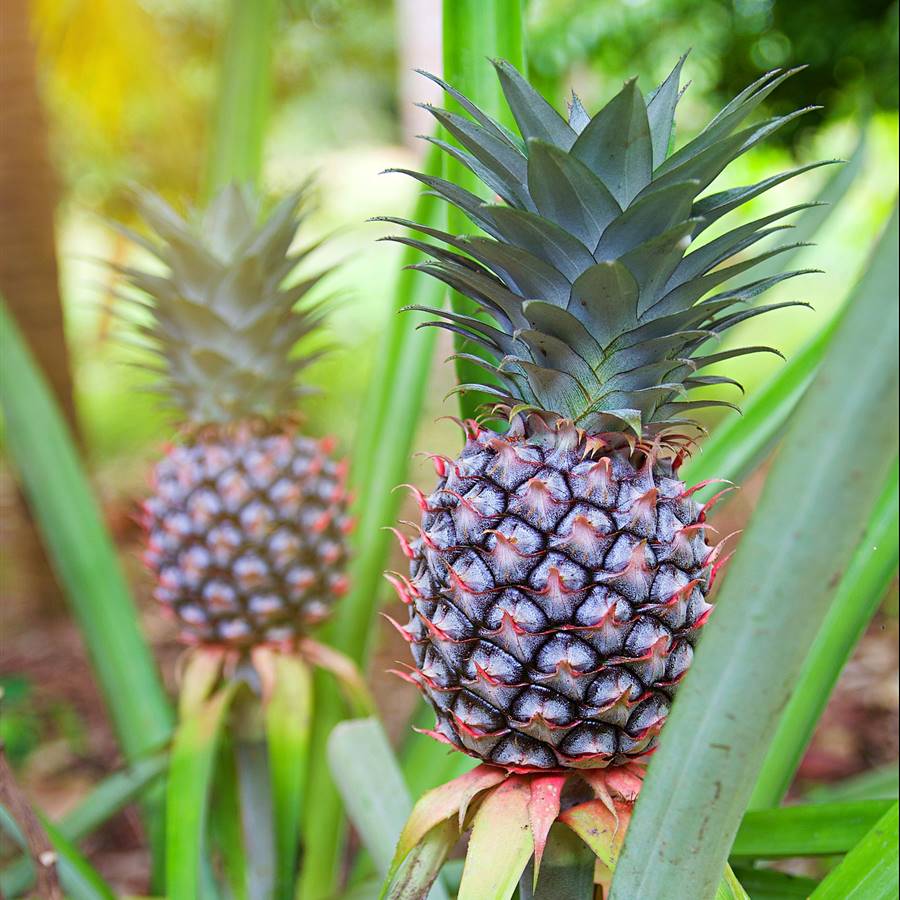 6 pasos para cultivar tu propia piña en casa