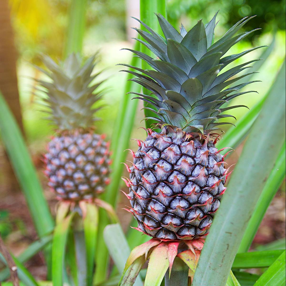Plantas de piña tropical