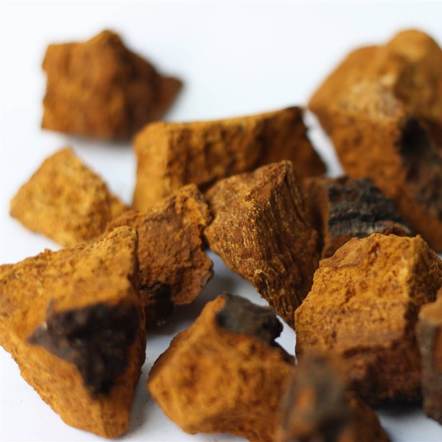 Chaga, la seta que fortalece el sistema inmunitario
