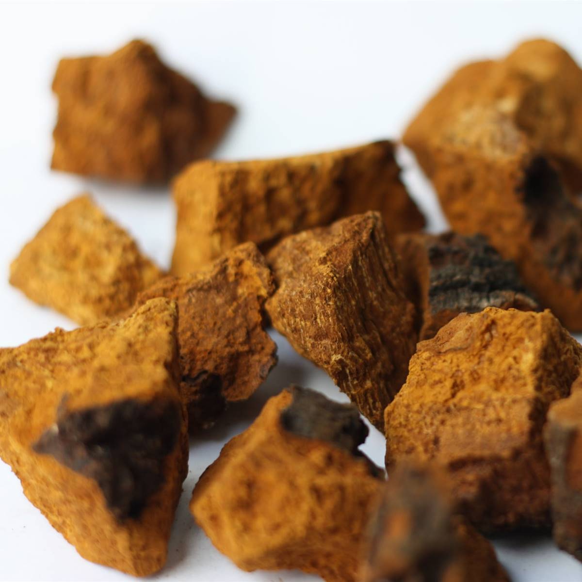 Trozos de seta chaga