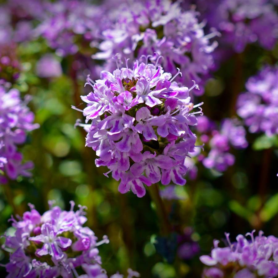 8 plantas medicinales de los Pirineos y cómo tomarlas 