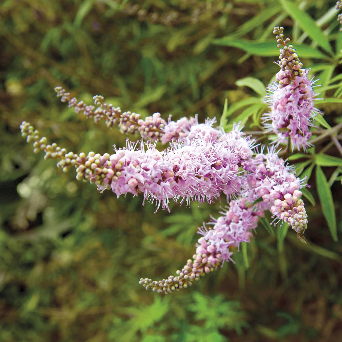 plantas endometriosis
