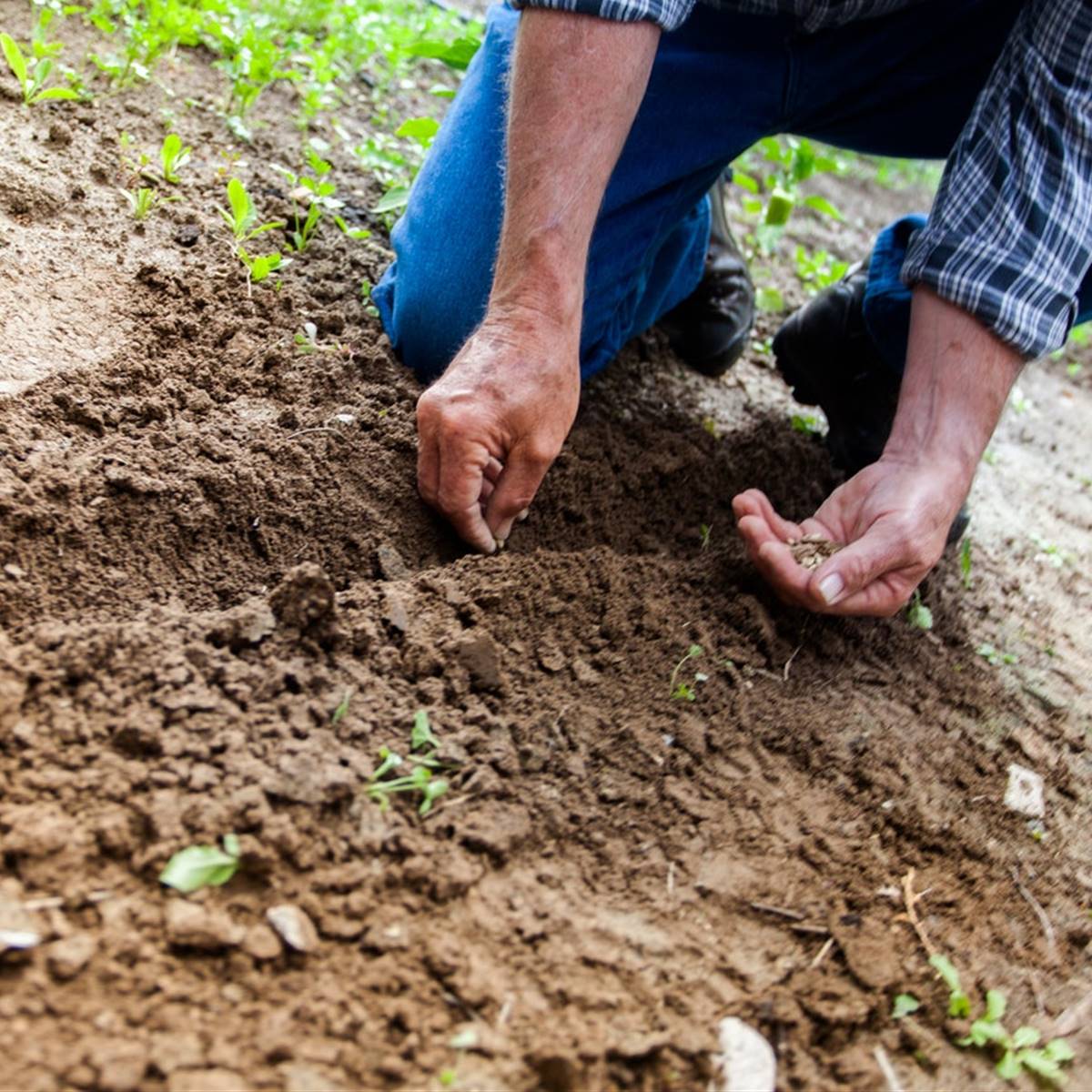 qué plantar en febrero