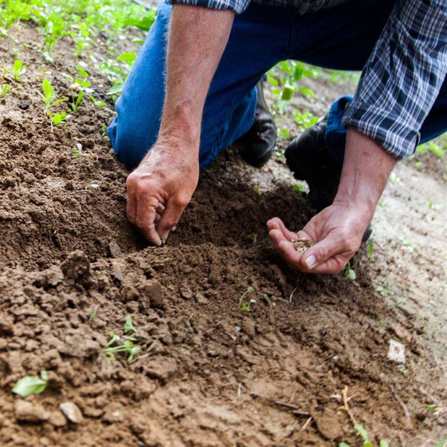  Qué plantar y cosechar en febrero: calendario del huerto