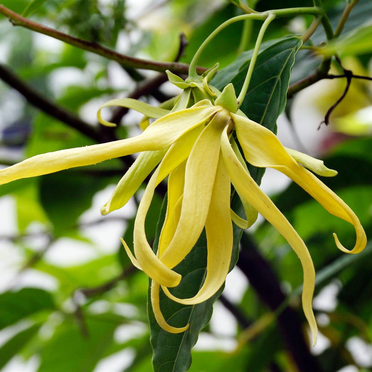 Aceite esencial de ylang ylang: propiedades y usos