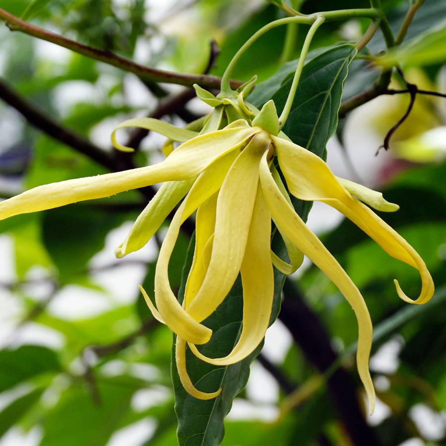 Aceite esencial de ylang ylang: todas sus propiedades y usos 