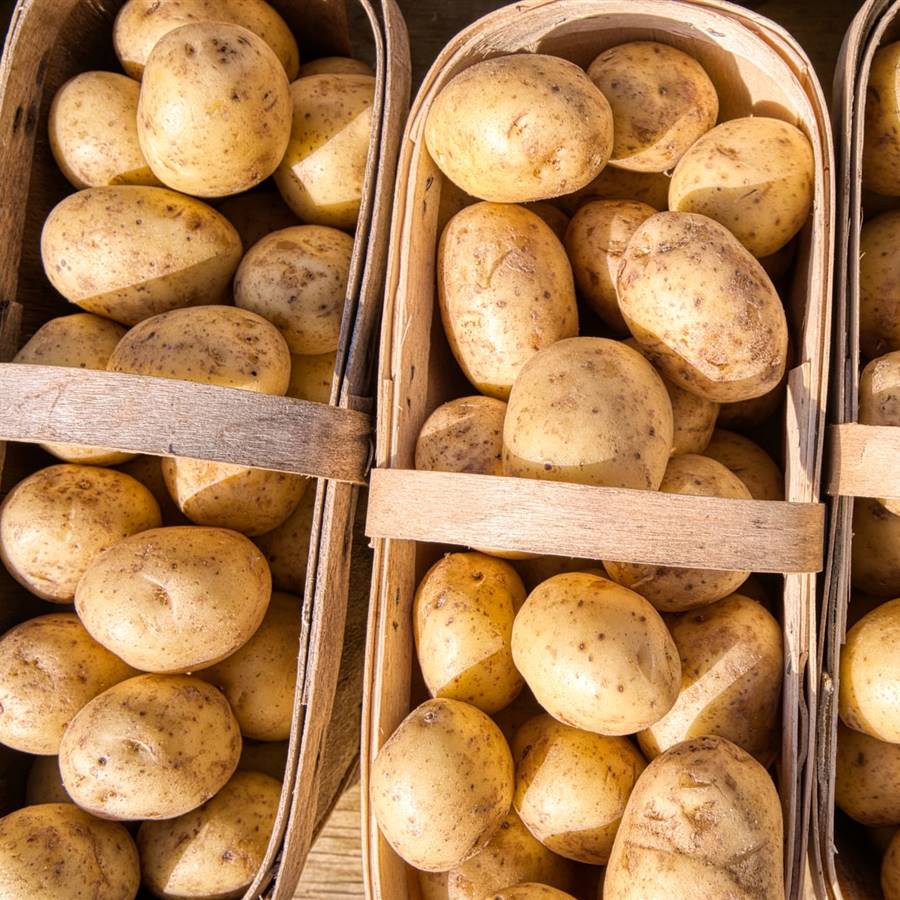 Las proteínas de la patata también sirven para desarrollar músculo