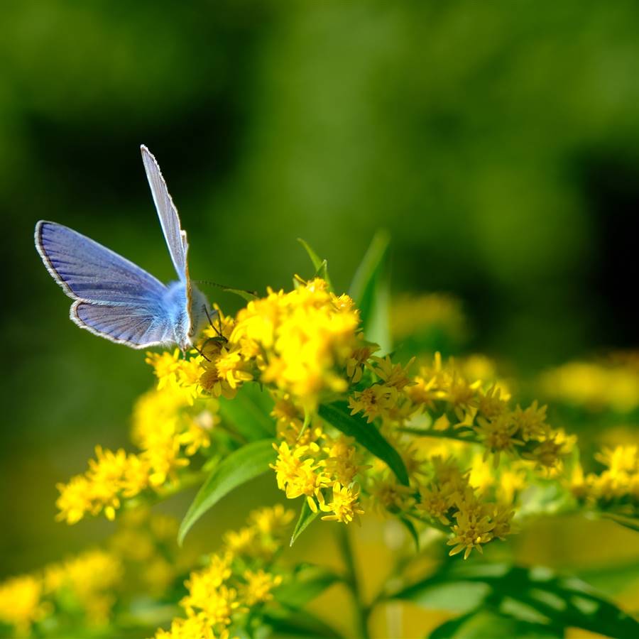 5 plantas medicinales que cuidan el riñón