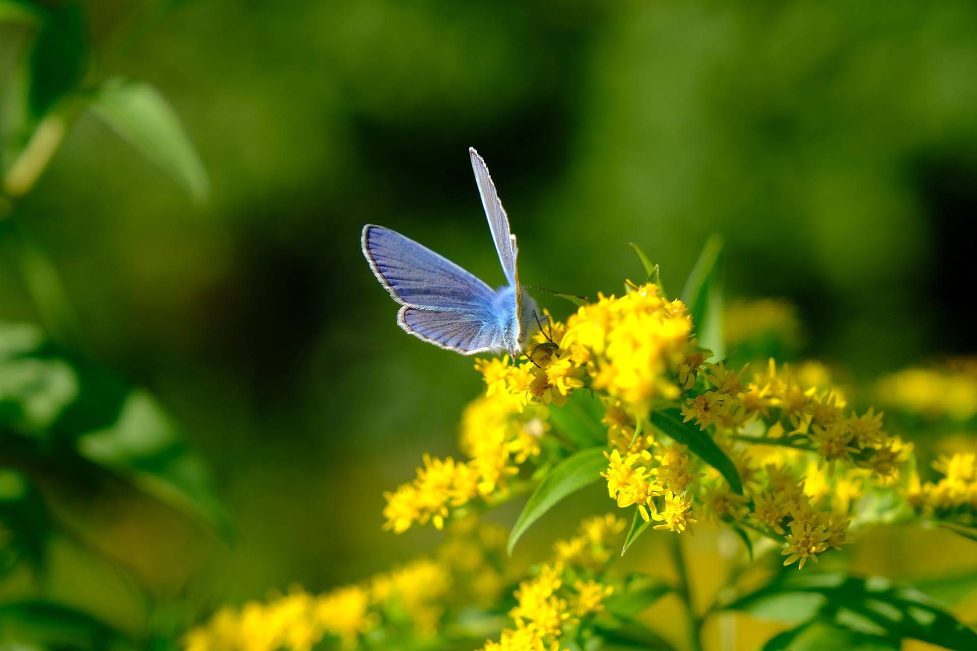 common-blue-butterfly-g77c5cb2be 1920