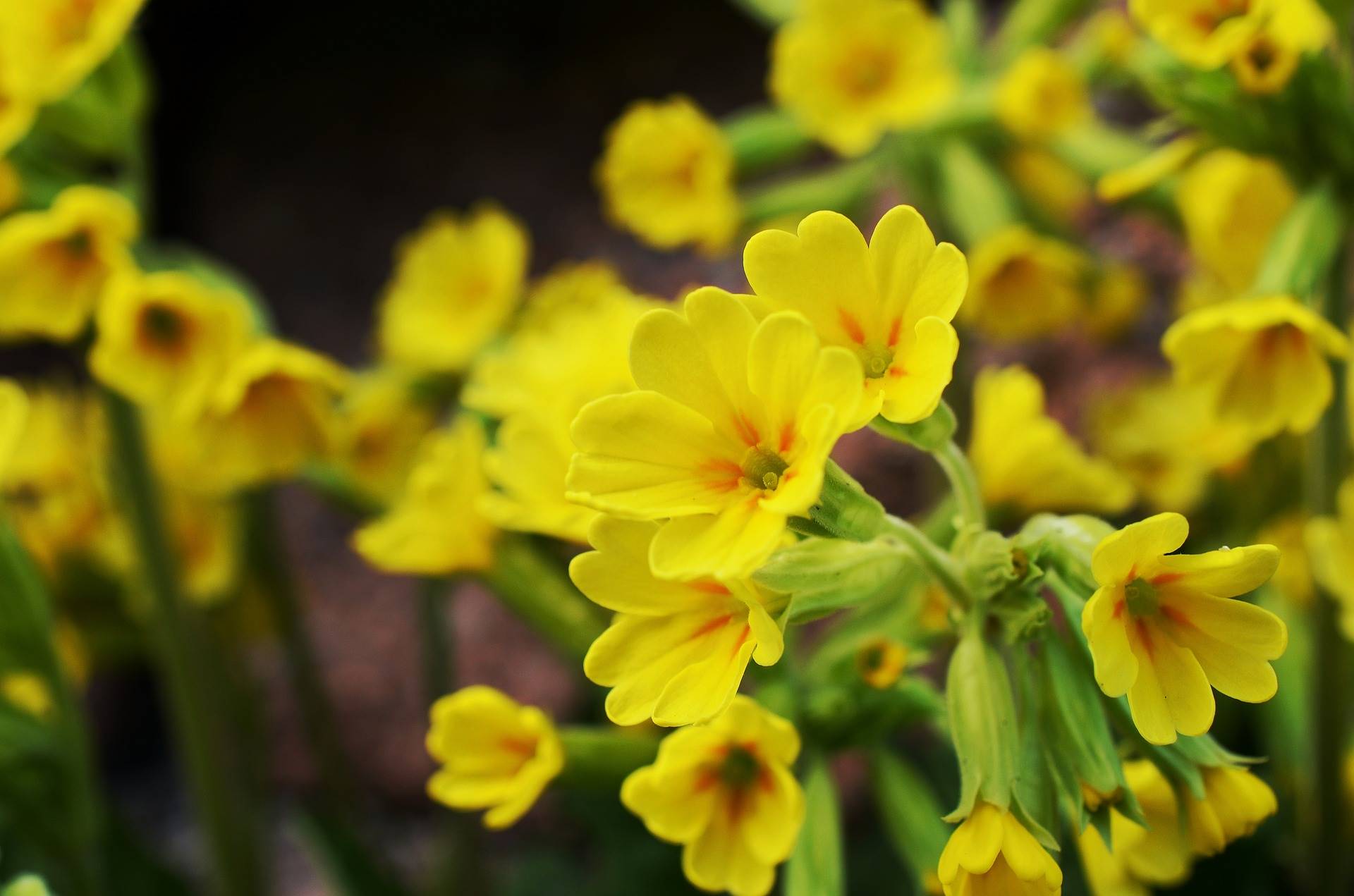 cowslips-g6920dc3f7 1920