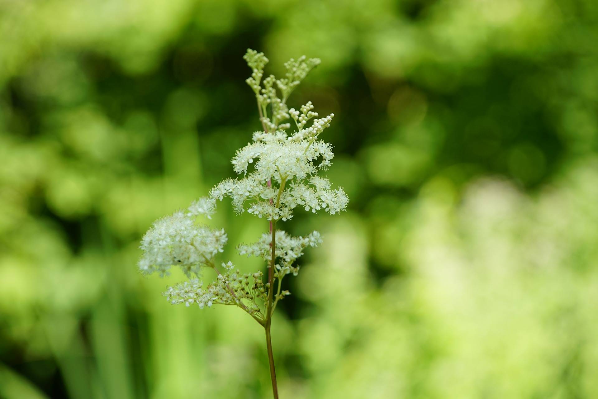 meadowsweet-g973d6b37e 1920