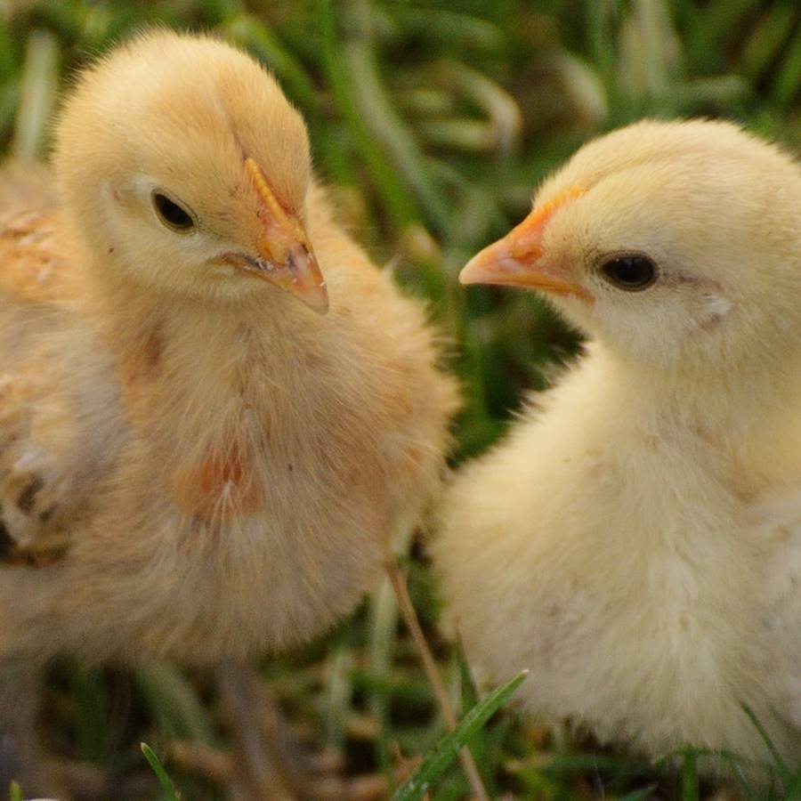 En Francia y Alemania ya no se trituran los pollitos en las granjas ponedoras