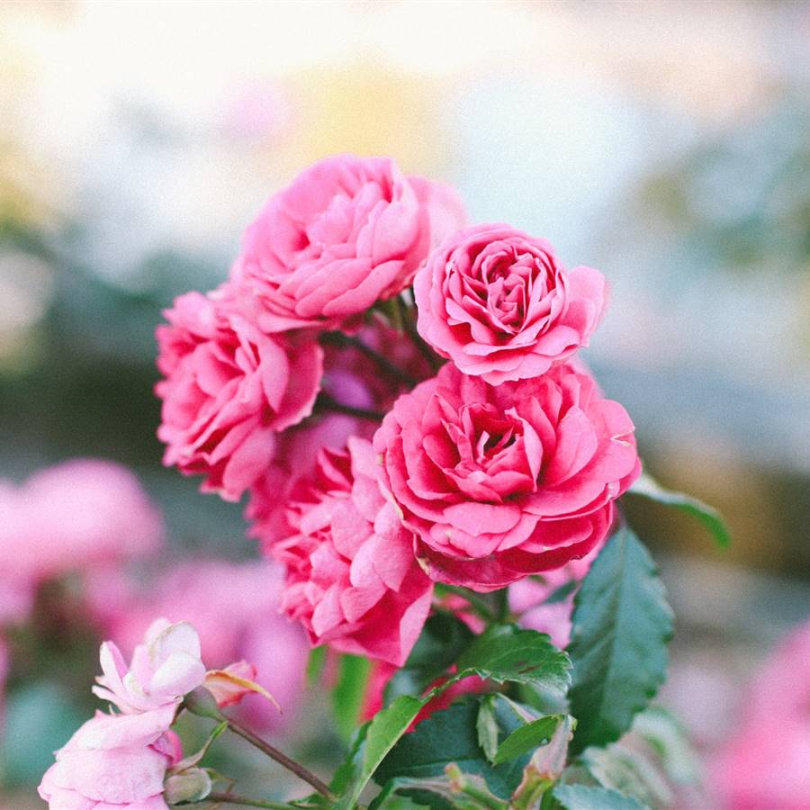 Cómo se usan las rosas en la cosmética natural 
