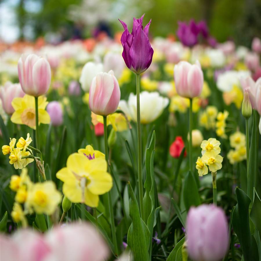 Plantas de primavera