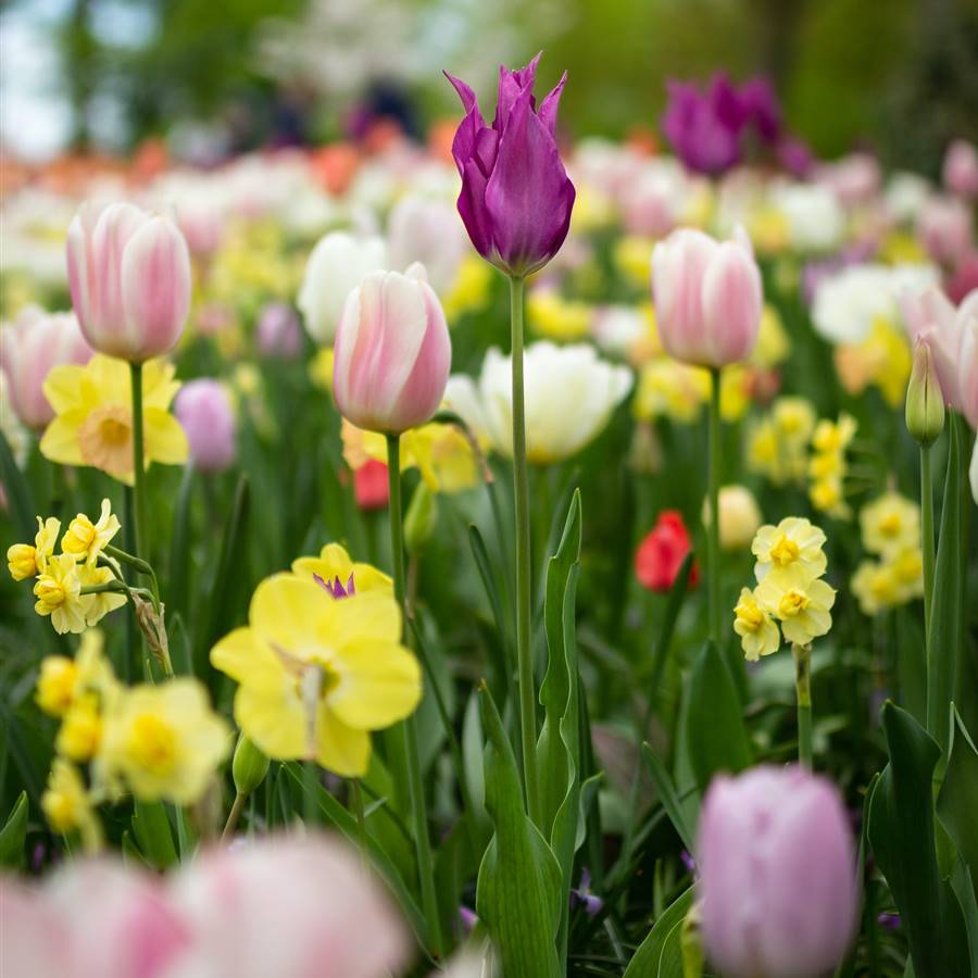 Las 12 flores primaverales más bonitas para el jardín y el balcón