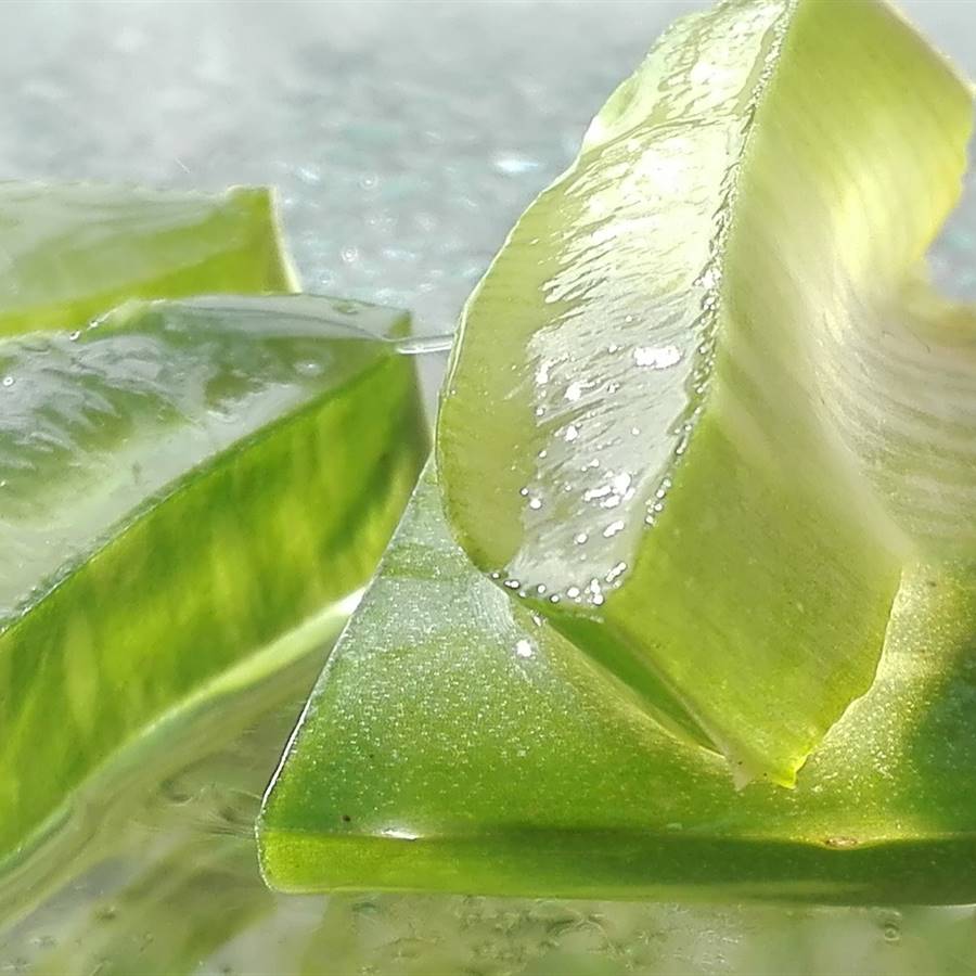 Cómo aplicar aloe vera para curar la piel