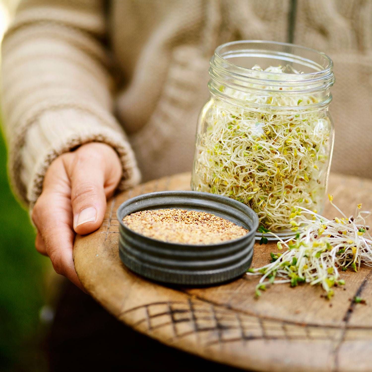 alimentos-sofocos-menopausia-trebol-rojo. Trébol rojo