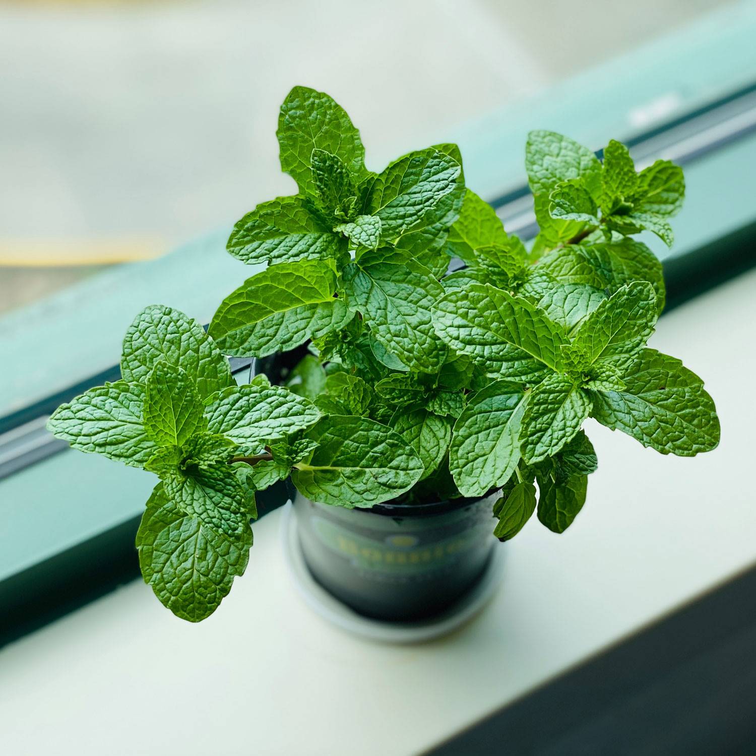 dieta-acne-alimentos-buenos-menta