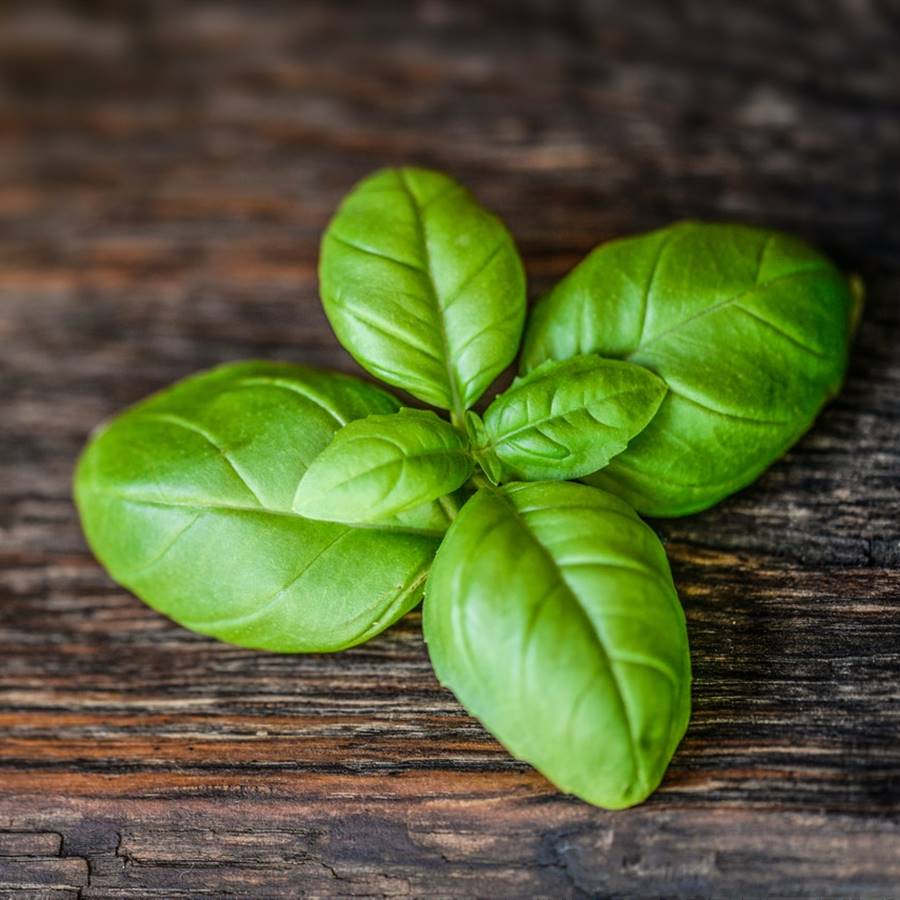 Infusión de hinojo para gozar de una piel tersa y regenerada