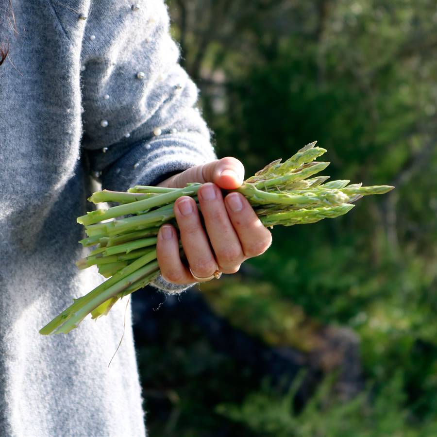 9 alimentos para fortalecer las encías