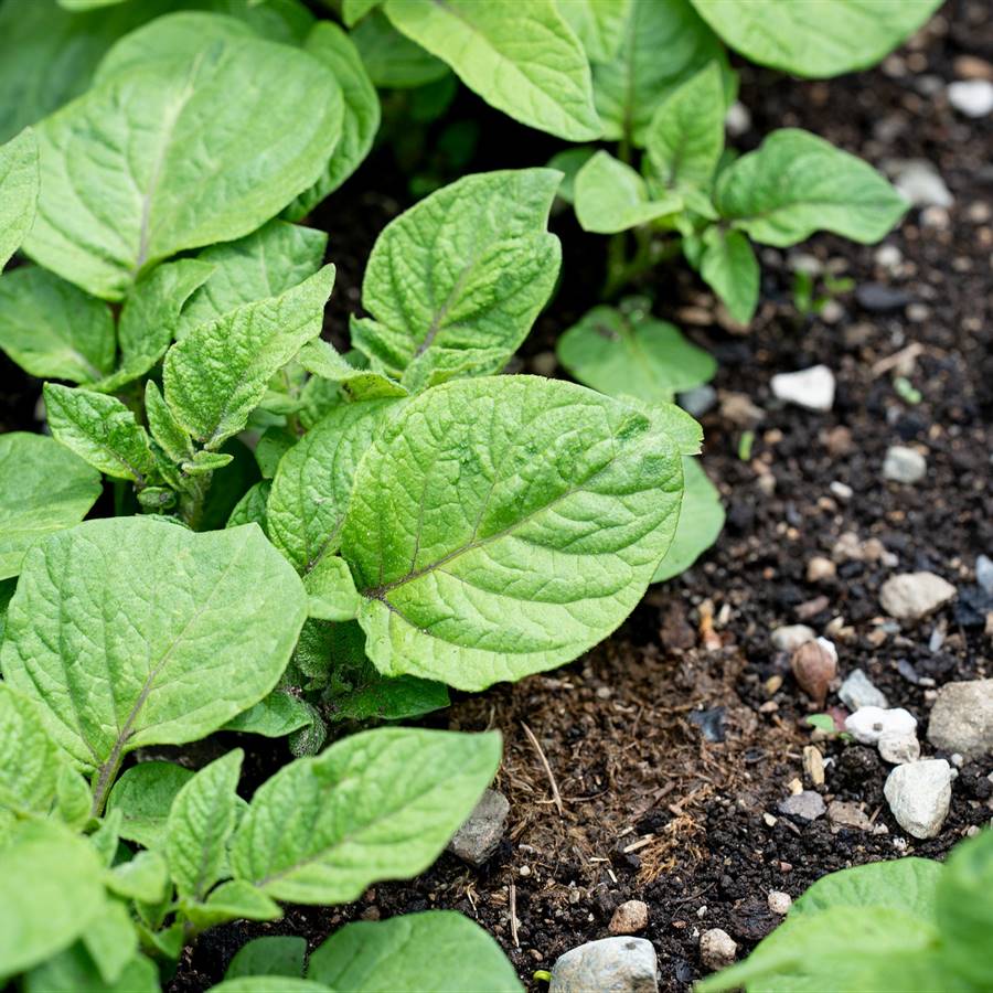 Cómo plantar patatas en una maceta en el balcón