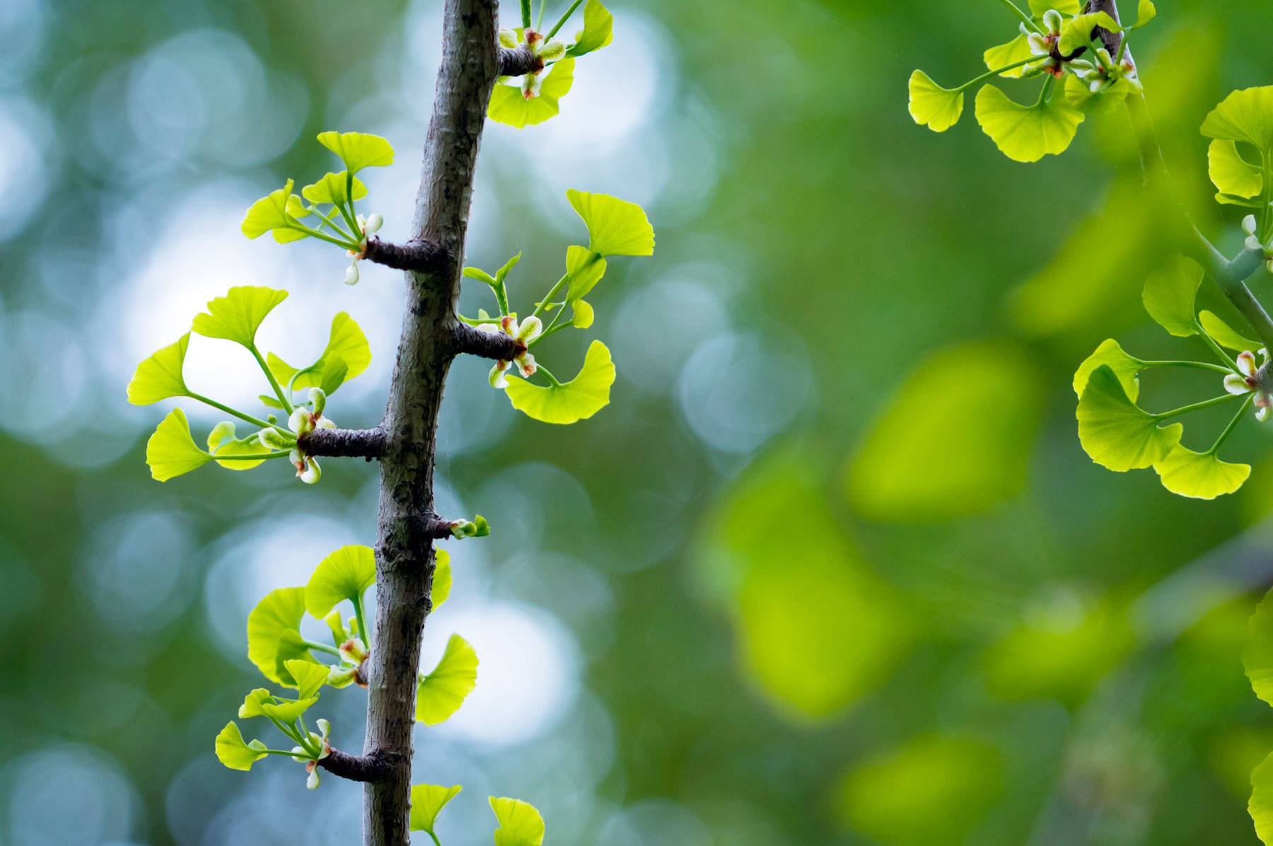 plantas-circulacion-ginkgo-biloba. Ginkgo biloba