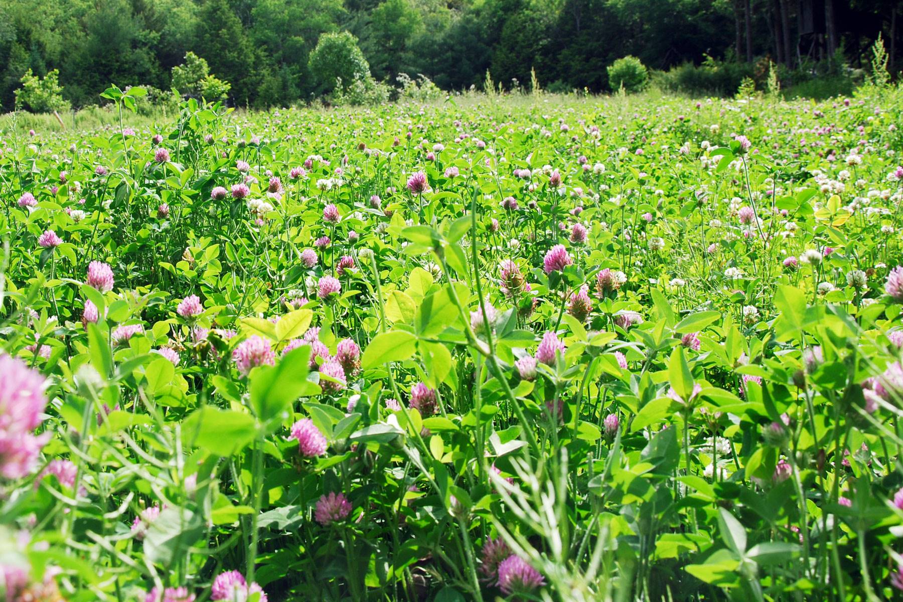 plantas-circulacion-trebol-rojo-trifolium-pratense. Trébol rojo