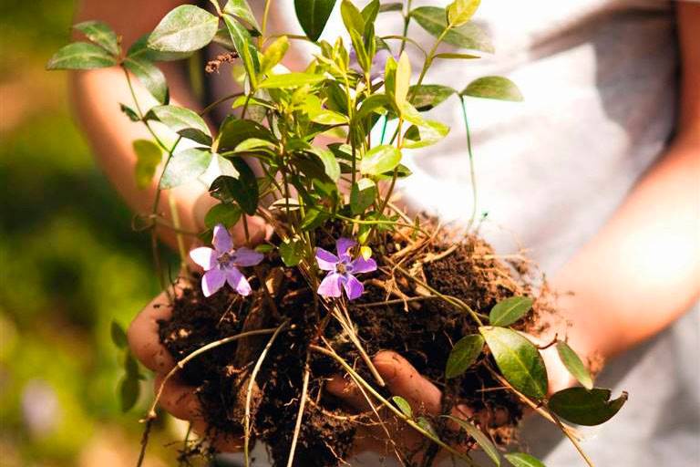 plantas-circulacion-vincapervinca. Vincapervinca