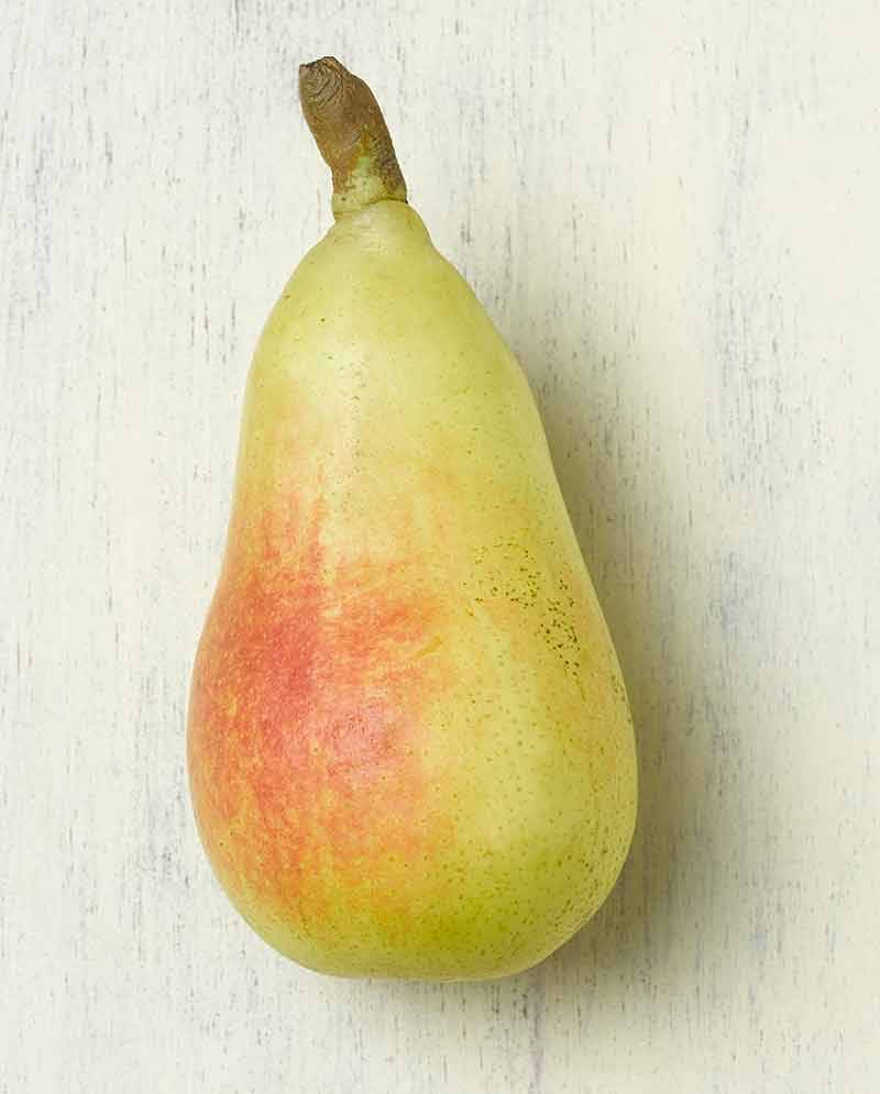 ERCOLINA