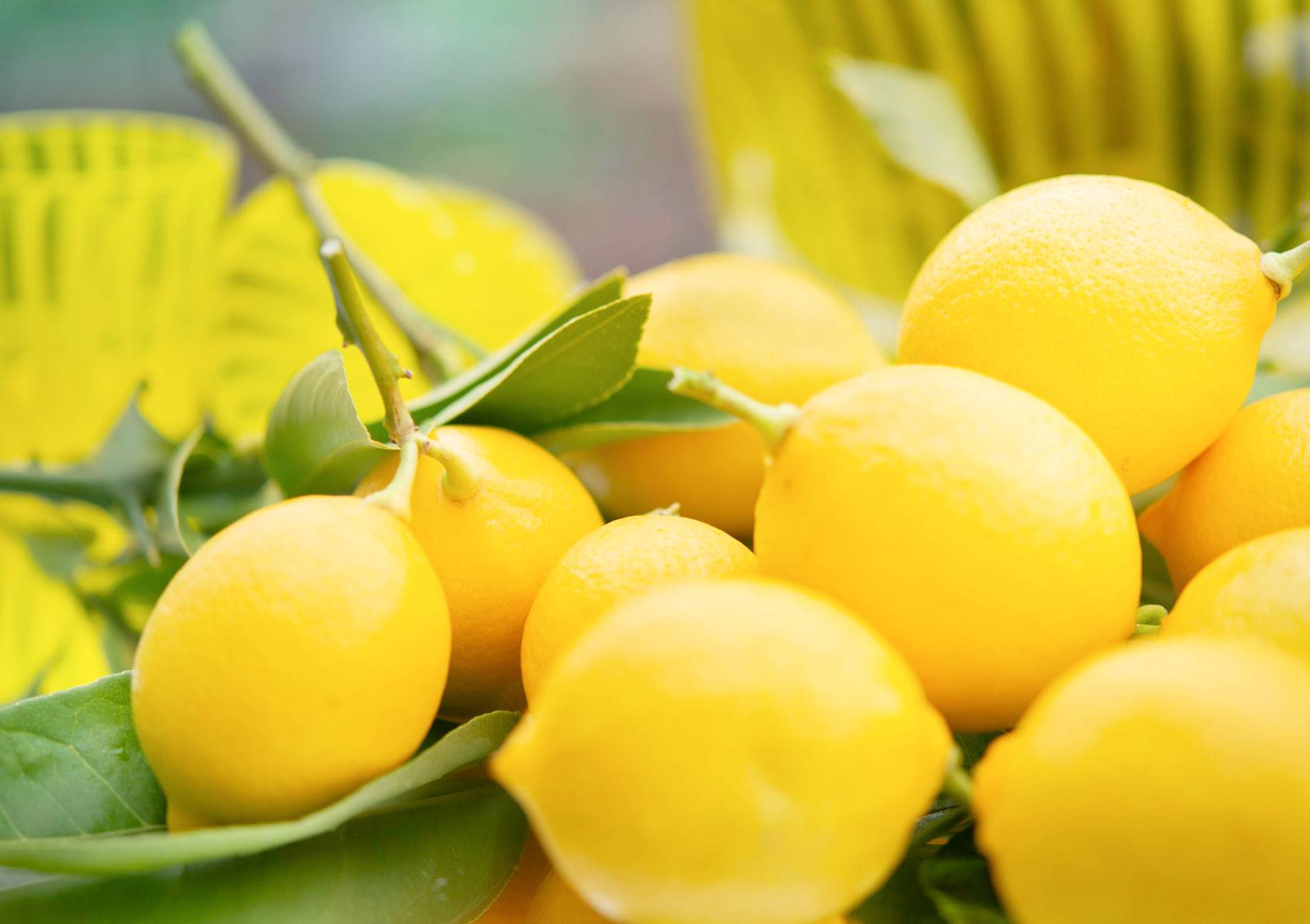 alimentos-circulacion-limon
