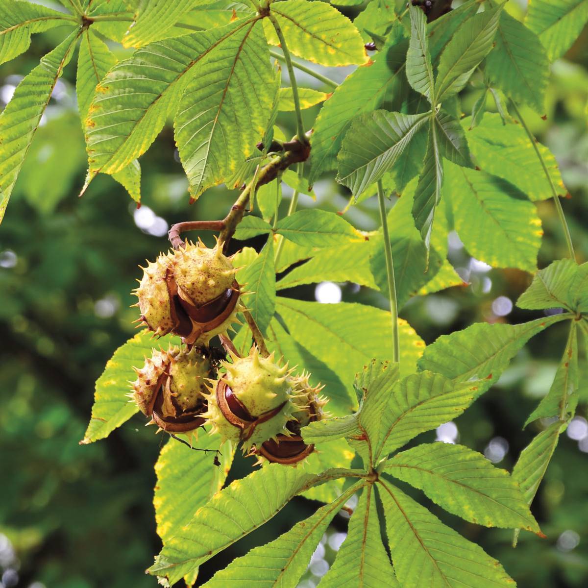 plantas-insuficiencia-venosa-castano-indias