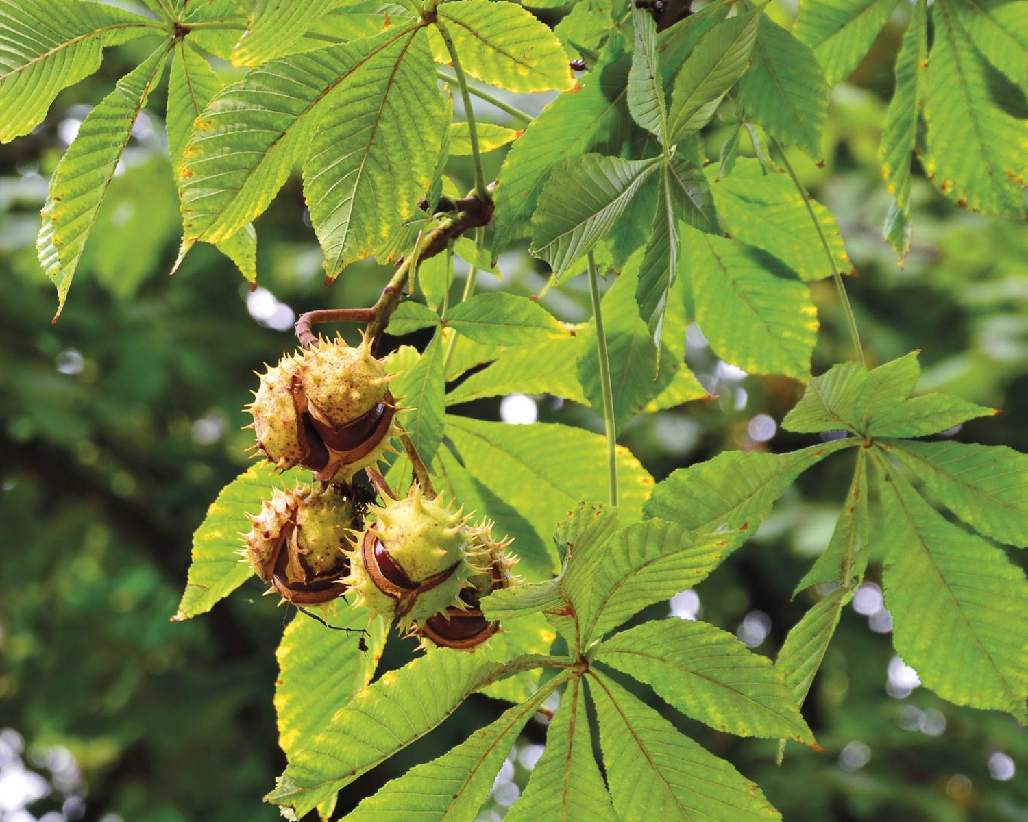 plantas-insuficiencia-venosa-castano-indias