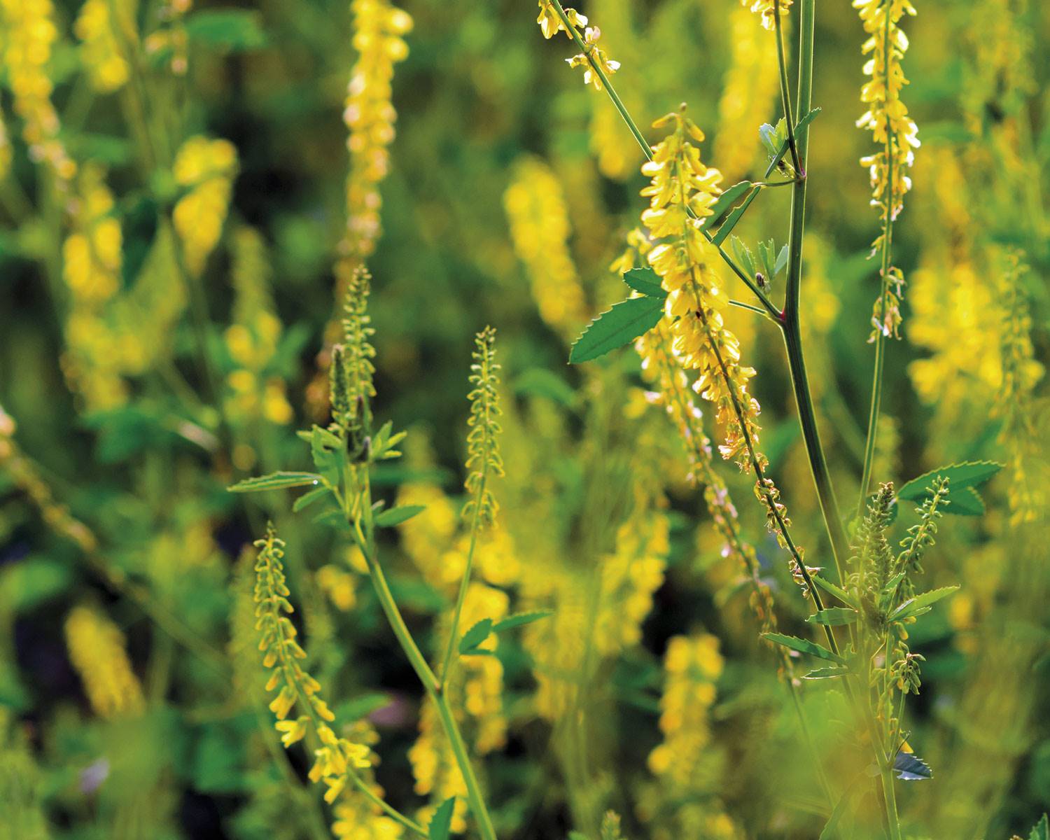 plantas-insuficiencia-venosa-meliloto