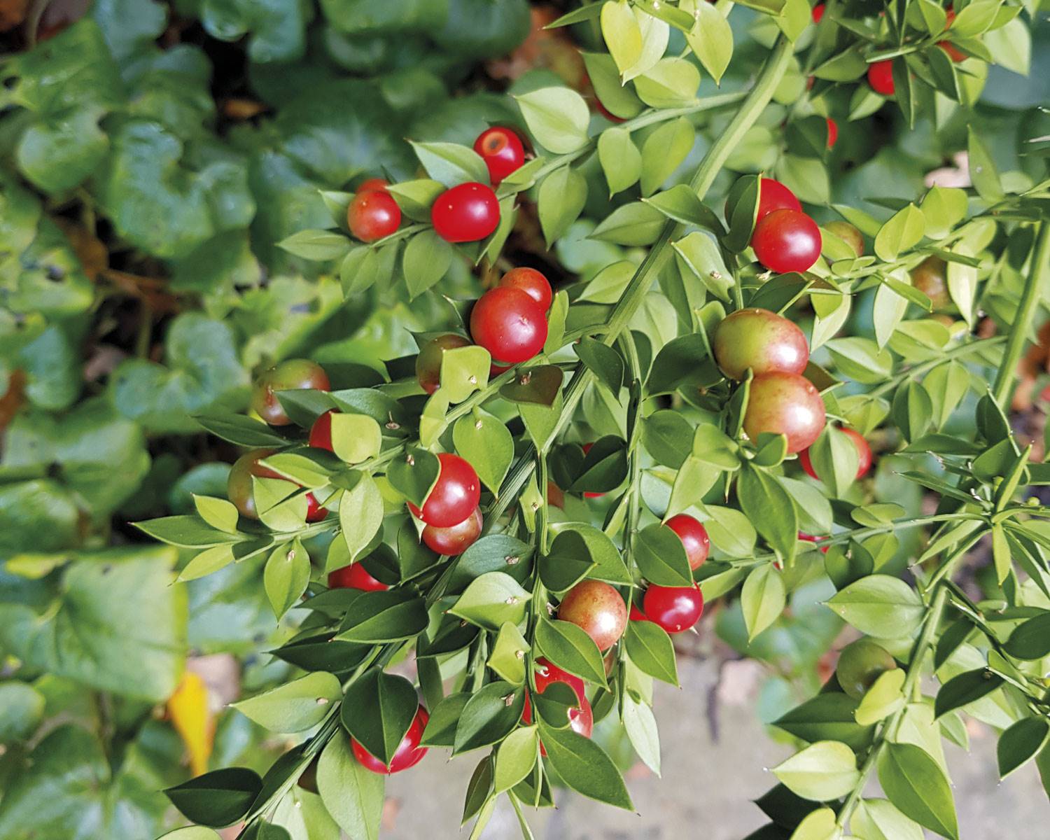 plantas-insuficiencia-venosa-rusco