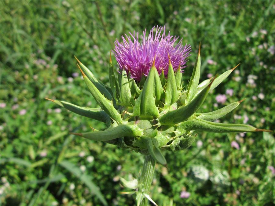 silybum-marianum-g47d5610ef 1920