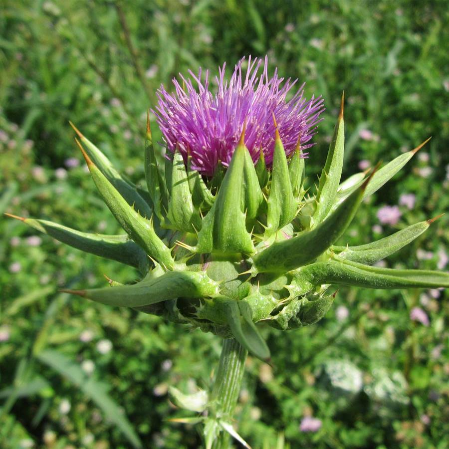 silybum-marianum-g47d5610ef 1920