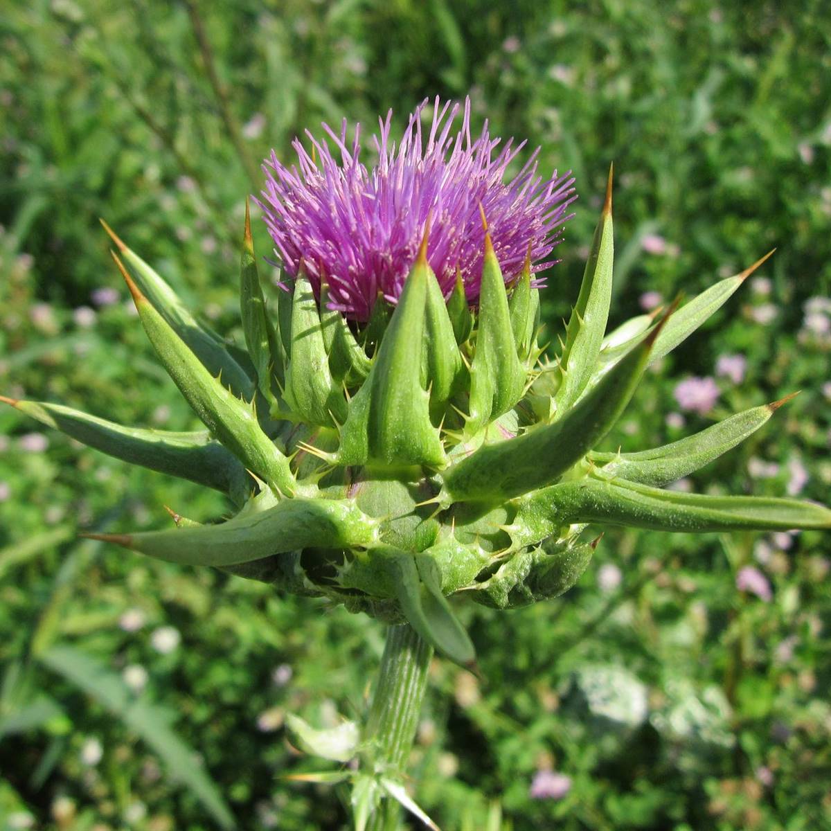 silybum-marianum-g47d5610ef 1920