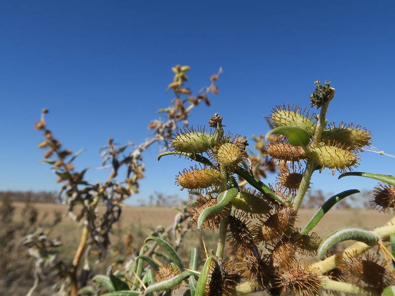 Xanthium spinosum