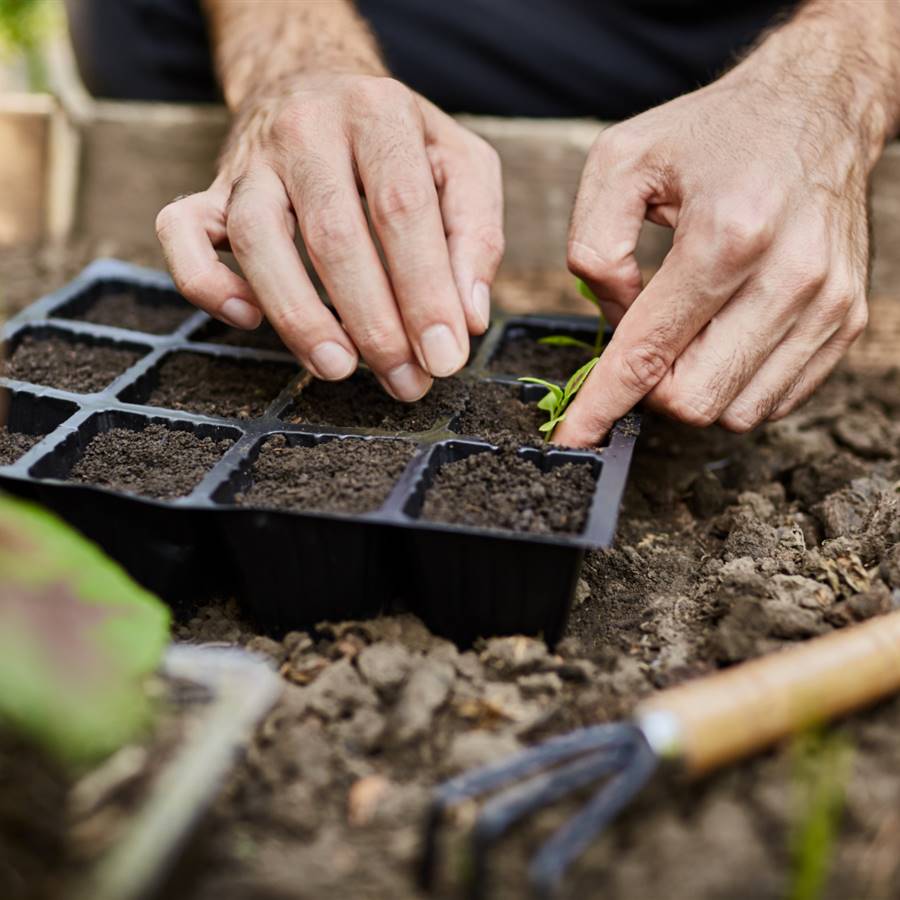 Qué plantar y cosechar en abril: calendario del huerto