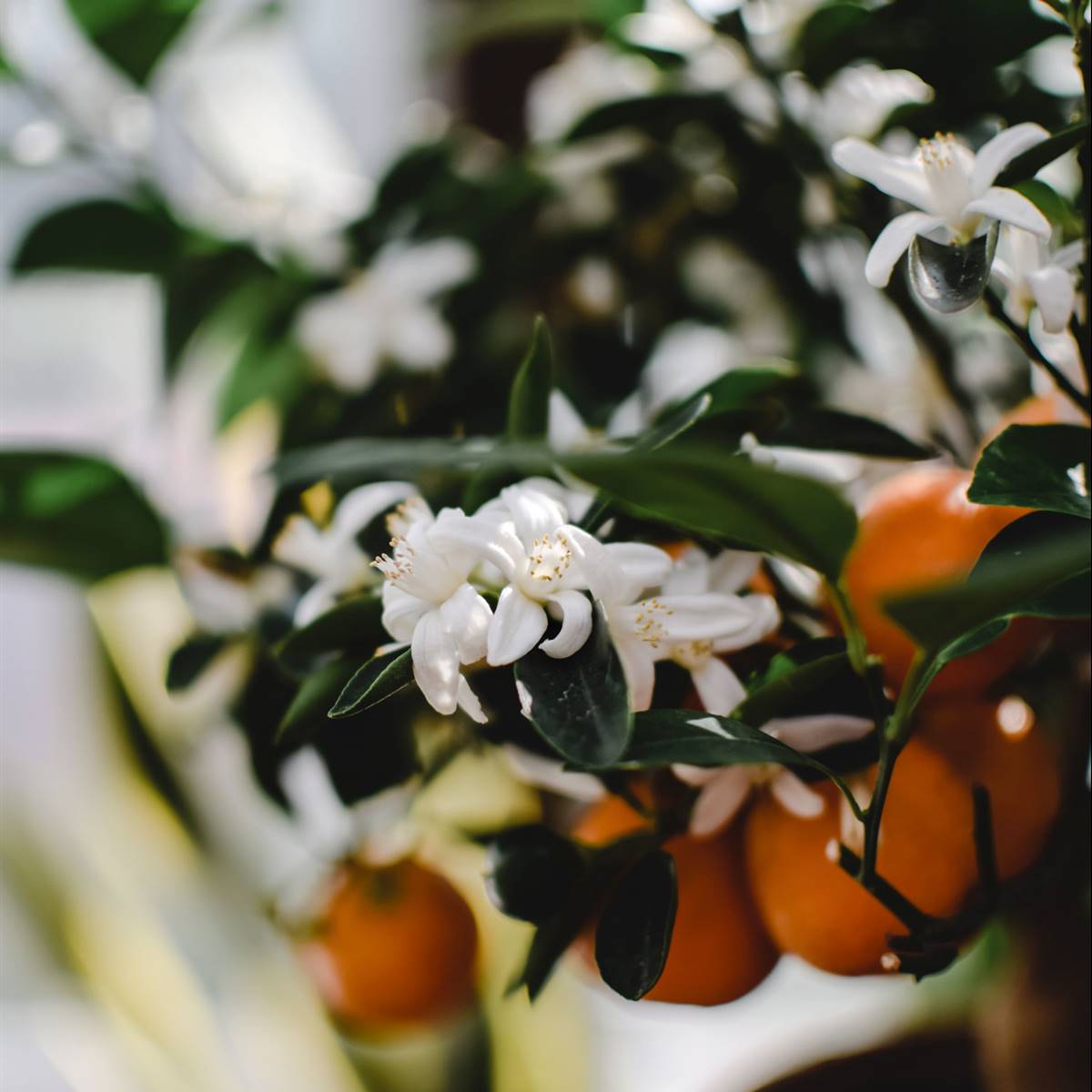 Aceite esencial de azahar: todas sus propiedades y usos