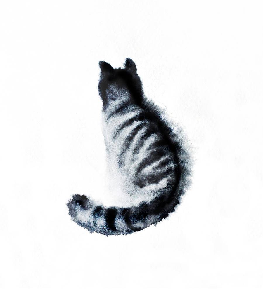 Lecciones del gato