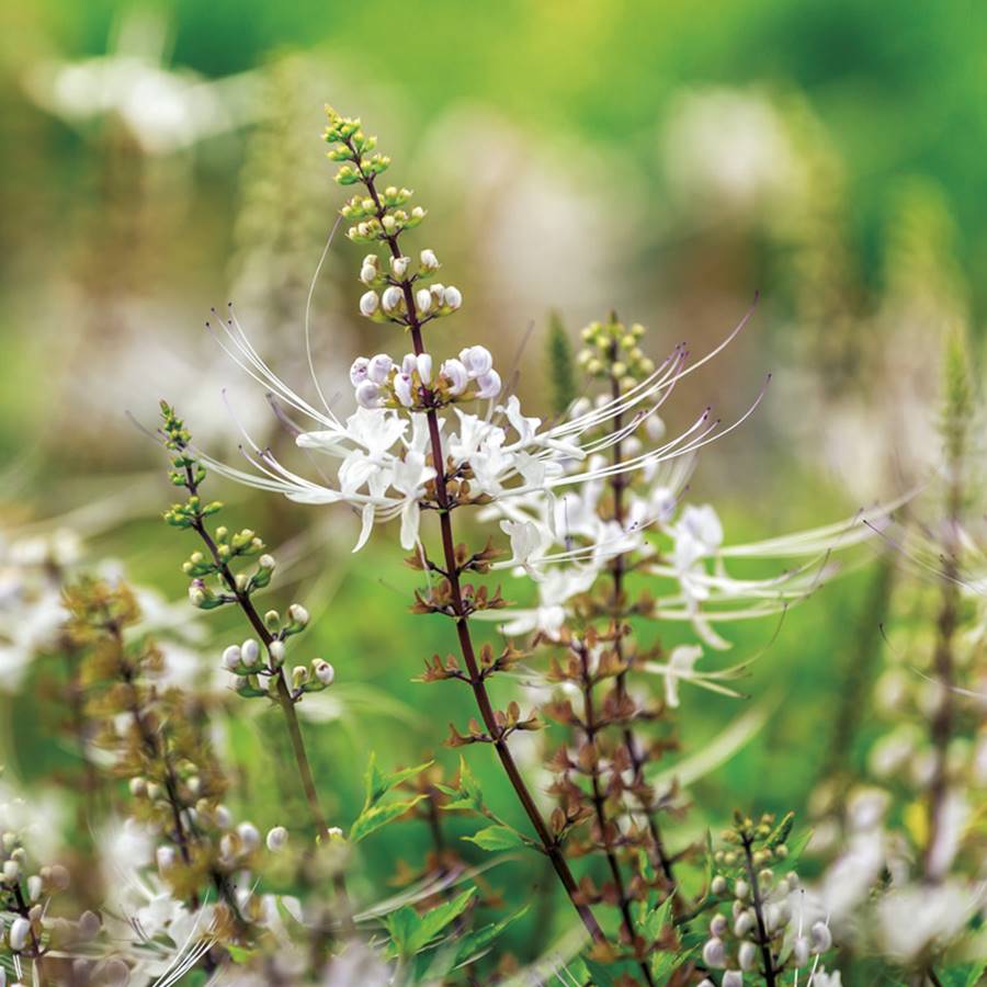 Las mejores plantas medicinales para cuidar los riñones