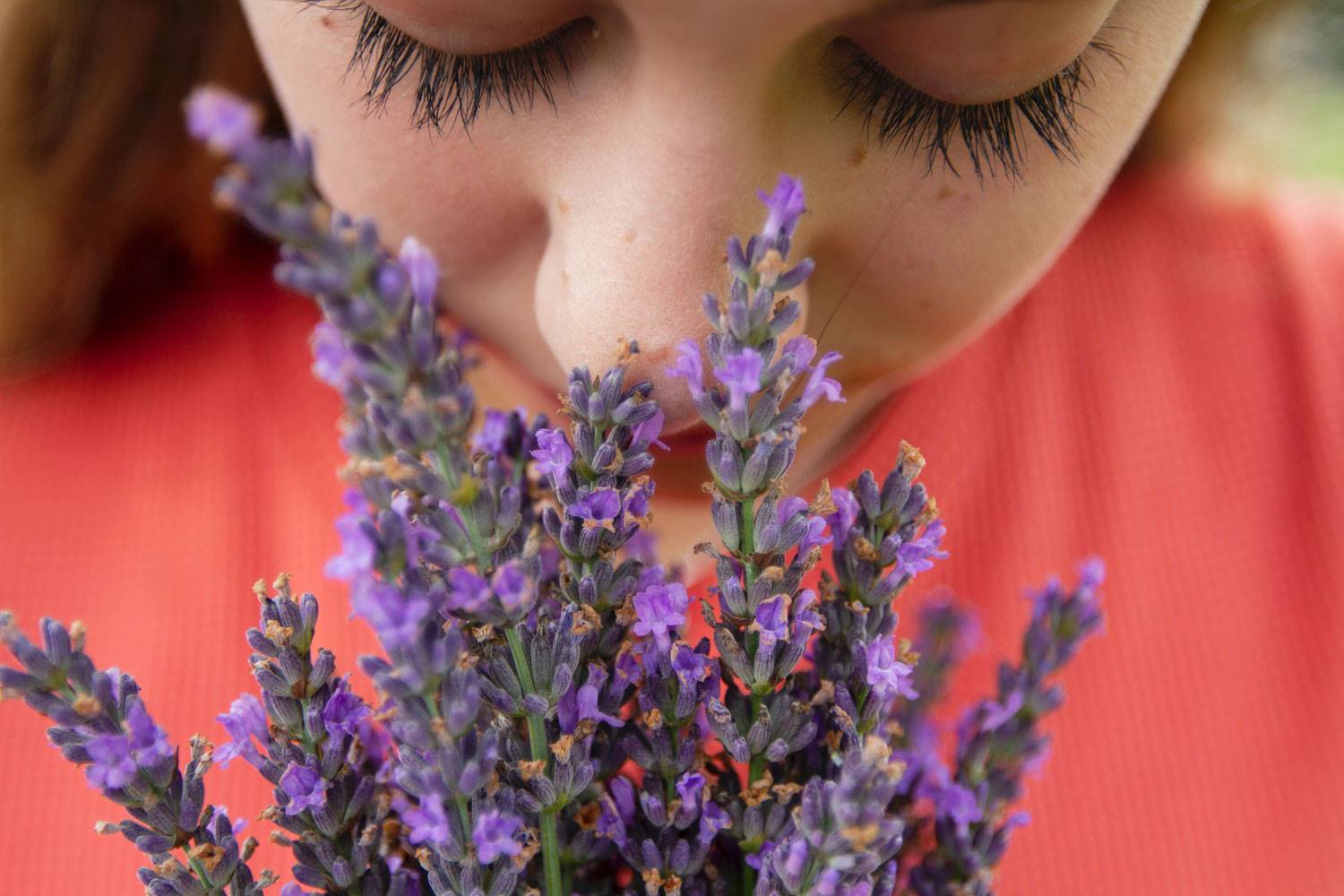 Aceite esencial de lavanda: propiedades e indicaciones