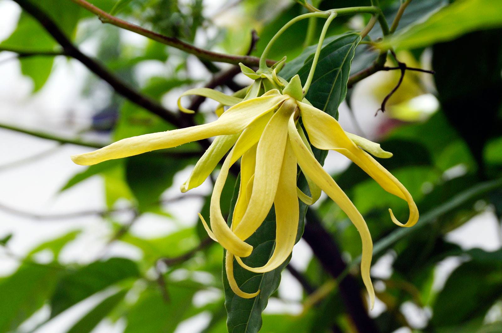 Aceite esencial de ylang ylang: propiedades y usos